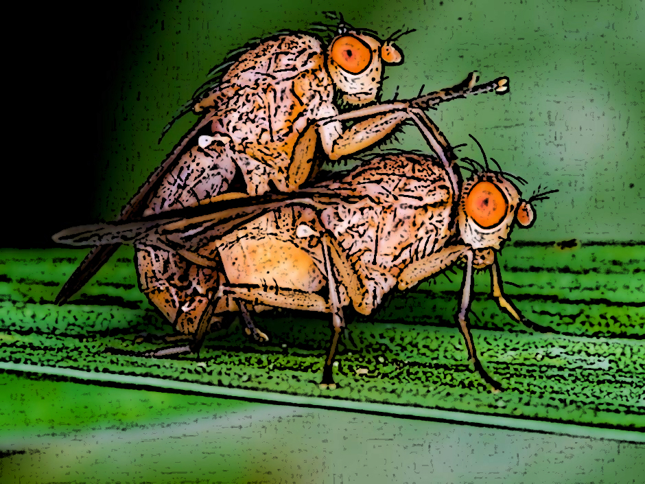 Mathilde Gläser's "Lass doch die Fruchtfliege..."